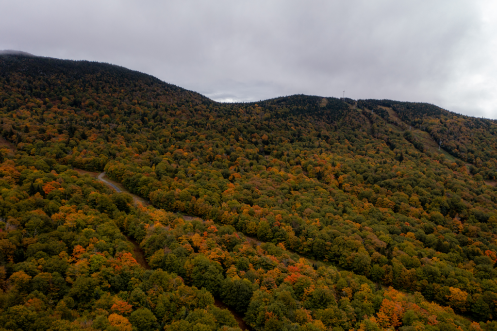 Beautiful Fall Foliage