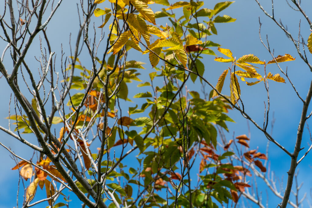 fall leaves in bright colors