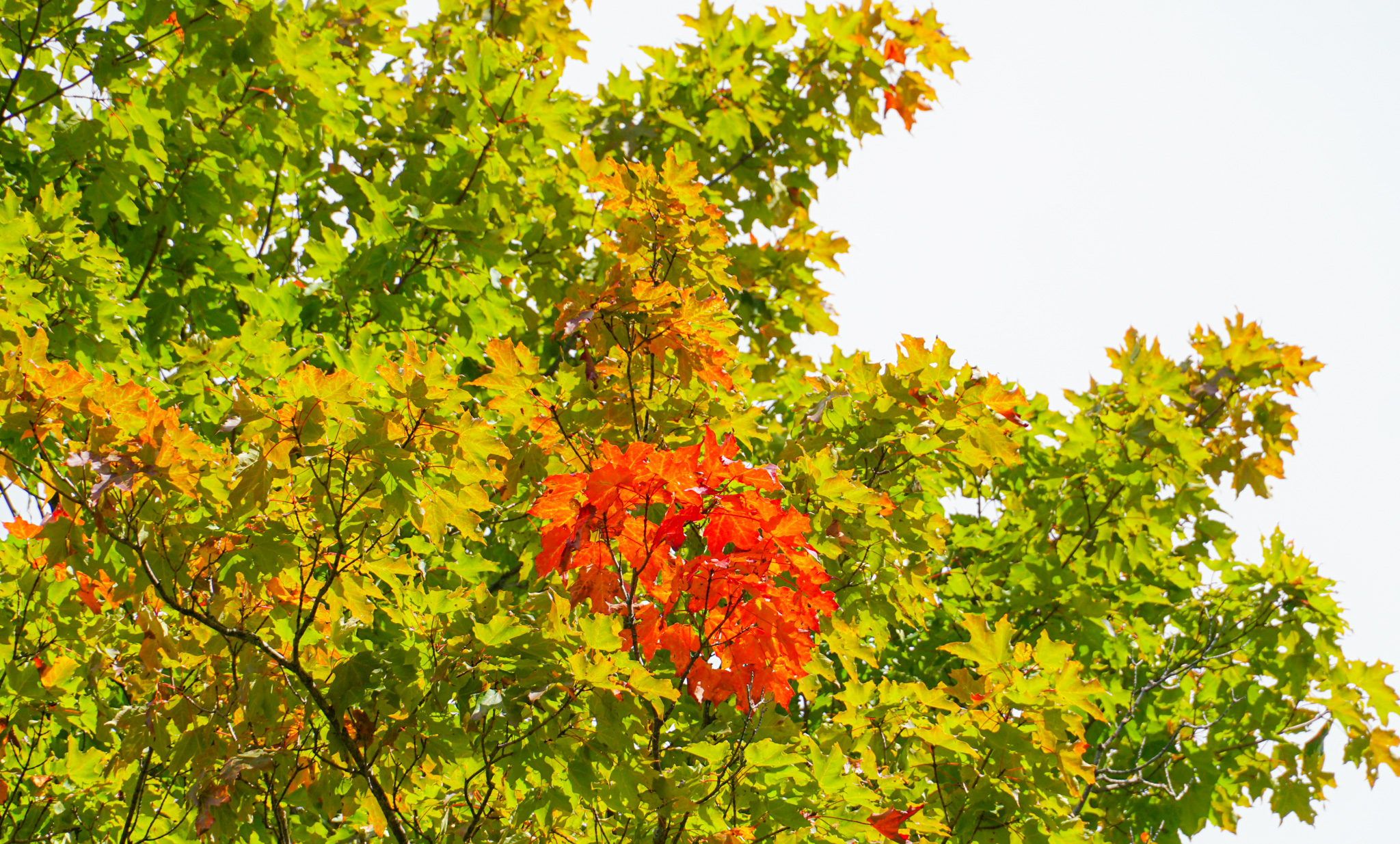 fall-foliage-now-loading-bolton-valley