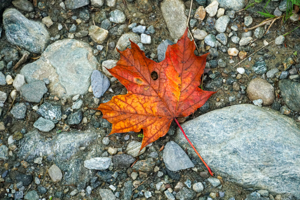 red leaf on work road gravel