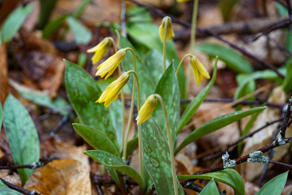 trout lily bulbs