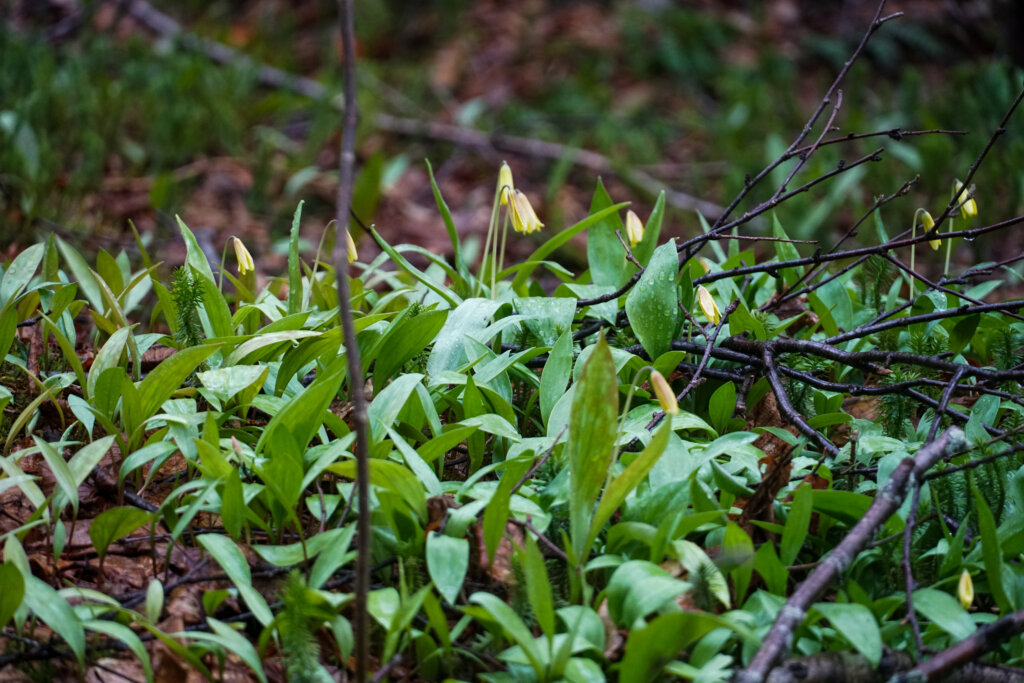 early stage trout lilies