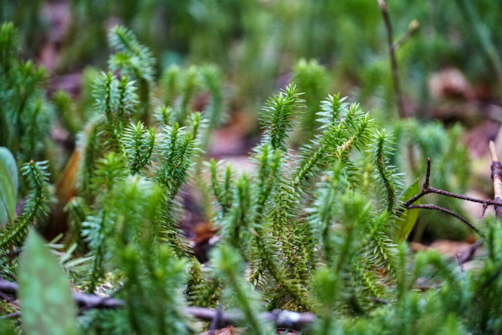 shining fir moss